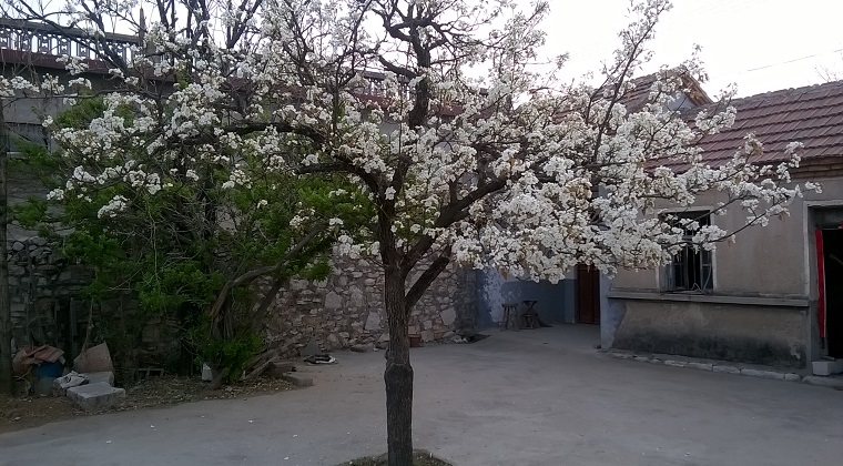 老家的梨树开花了