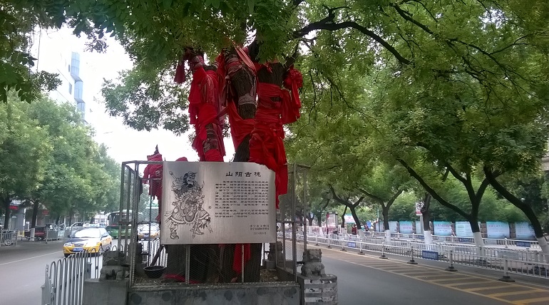 古槐路上赏古槐