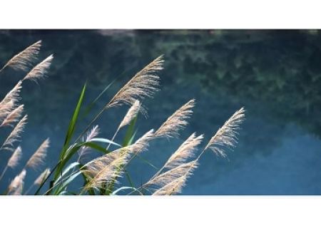 面粉机撷英：江边的芦苇