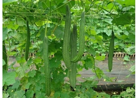 面粉机撷英：阳光的方向