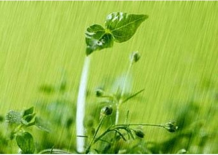 面粉机撷英：丝丝春雨