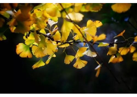 面粉机撷英：虞山龙殿