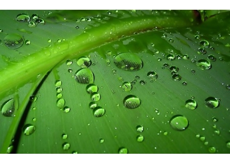 面粉机撷英：我是一滴春雨