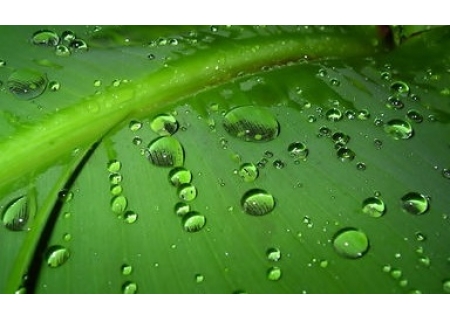 面粉机撷英：春天的雨