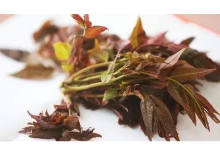 面粉机文章选登：香椿芽