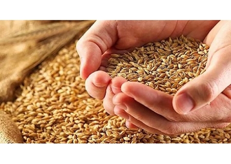 面粉机厂家关于今年小麦及其面粉供求分析