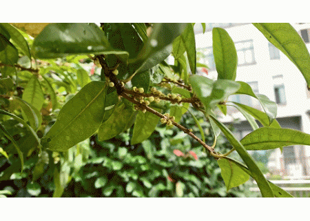 面粉机公司推介文章：桂