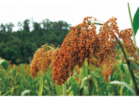 面粉机生产厂家作文择优：秋天的赞歌