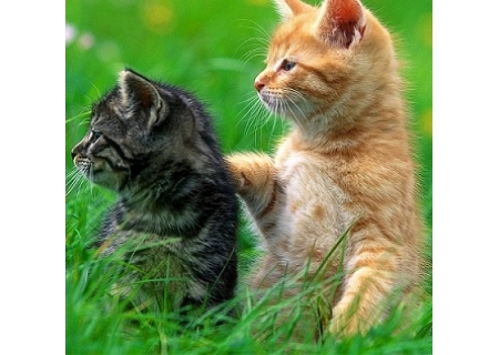 磨面机制造厂家作文荐优：猫咪二三事