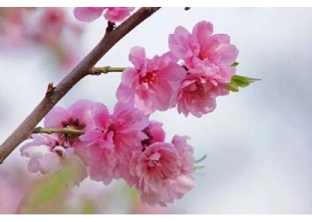 小麦面粉机械优秀作文推荐：春的印迹