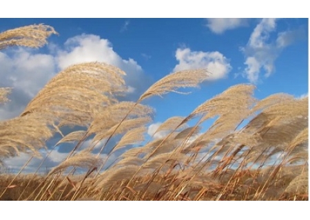 面粉机企业推荐学生作文：芦苇青青映丹心