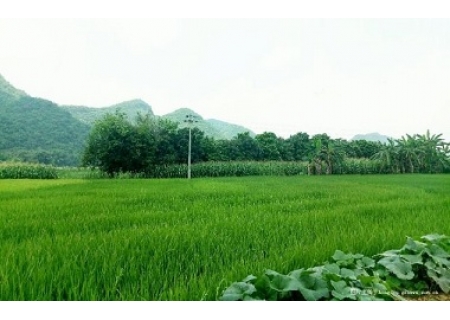 面粉机公司推荐学生作文：读《青铜葵花》有感