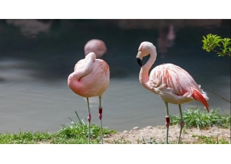 面粉机作文选登：岁月静好，因为有你