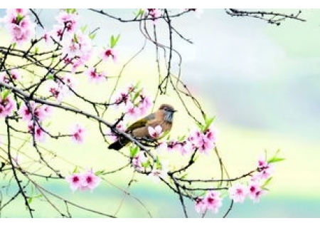 面粉机推介学生作文：为了春回大雁归